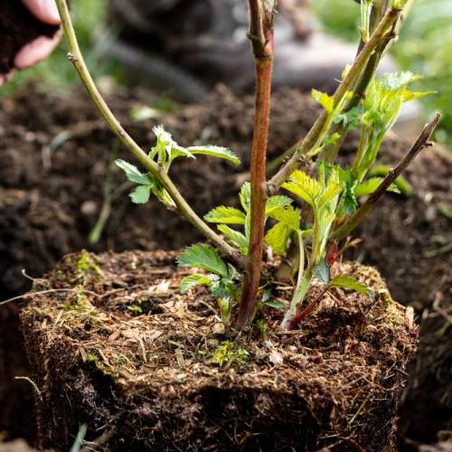 Gardening / Planting